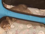 img 1 attached to Travel In Style: Collapsible Blue Cat Carrier For Small To Medium Pets - Airline Approved review by Freddy Hammonds
