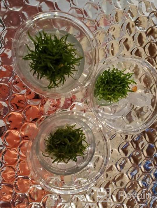 img 1 attached to Lush Live Aquarium Plants: Pest & Algae Free Greenpro Tissue Cup With Lagenandra Meeboldii, Anubias, Cryptocoryne, Bucephalandra & Piptospatha Ridleyi review by Joshua Pilla