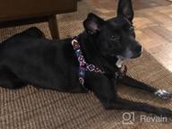 img 1 attached to Adjustable Tribal Pattern Dog Harness For Comfortable And Stylish Outdoor Walking - CollarDirect (Medium, Aquamarine) review by Sean Chambers