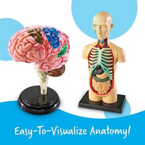 img 3 attached to 🔬 Learning Resources Anatomy Models Bundle Set: 4 STEM Anatomy Demonstration Tools for Classroom Demonstrations and Teacher Supplies, Ages 8+