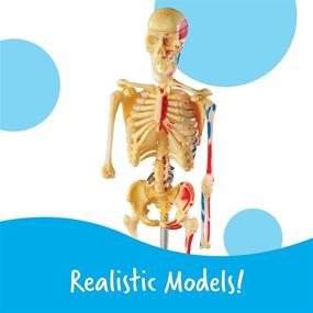 img 1 attached to 🔬 Learning Resources Anatomy Models Bundle Set: 4 STEM Anatomy Demonstration Tools for Classroom Demonstrations and Teacher Supplies, Ages 8+