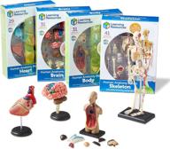 🔬 learning resources anatomy models bundle set: 4 stem anatomy demonstration tools for classroom demonstrations and teacher supplies, ages 8+ logo