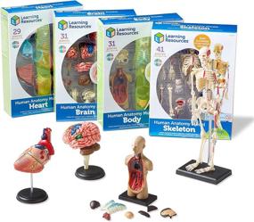 img 4 attached to 🔬 Learning Resources Anatomy Models Bundle Set: 4 STEM Anatomy Demonstration Tools for Classroom Demonstrations and Teacher Supplies, Ages 8+