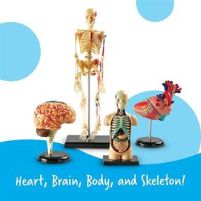 img 2 attached to 🔬 Learning Resources Anatomy Models Bundle Set: 4 STEM Anatomy Demonstration Tools for Classroom Demonstrations and Teacher Supplies, Ages 8+