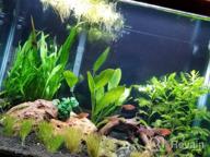 img 1 attached to 🌿 Enhance Your Freshwater Fish Tank with Greenpro Java Fern on Driftwood Live Aquarium Plants review by James Lapa