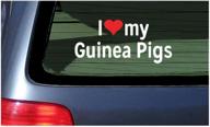 show your love for guinea pigs with white vinyl decal sticker - featuring red heart and adorable cavies logo