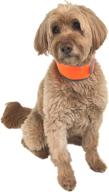 coolerdog high-visibility re-freezable ice collar for dogs - reflective orange cooling collar logo