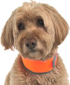 img 3 attached to CoolerDog High-Visibility Re-Freezable Ice Collar for Dogs - Reflective Orange Cooling Collar