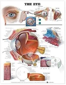 img 2 attached to Eye Anatomical Chart Company