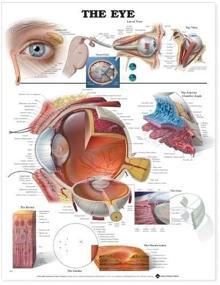 img 4 attached to Eye Anatomical Chart Company