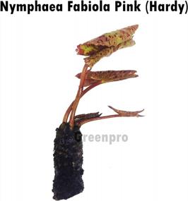 img 3 attached to Hardy Louisiana Pink Water Lily Tuber For Freshwater Aquatic Environments - Live Nymphaea Fabiola Plant Ideal For Aquariums And Fish Ponds By Greenpro