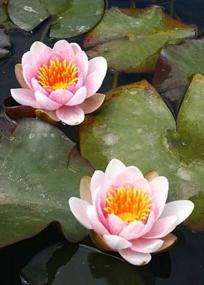 img 1 attached to Hardy Louisiana Pink Water Lily Tuber For Freshwater Aquatic Environments - Live Nymphaea Fabiola Plant Ideal For Aquariums And Fish Ponds By Greenpro