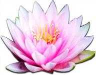 hardy louisiana pink water lily tuber for freshwater aquatic environments - live nymphaea fabiola plant ideal for aquariums and fish ponds by greenpro logo