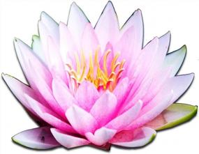 img 4 attached to Hardy Louisiana Pink Water Lily Tuber For Freshwater Aquatic Environments - Live Nymphaea Fabiola Plant Ideal For Aquariums And Fish Ponds By Greenpro