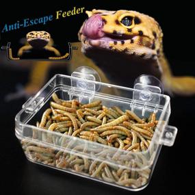 img 2 attached to 🦎 Fuongee Reptile Feeder Dish Bowl: Ideal Worm Anti-Escape Suction Cup Feeder for Reptiles - Includes 1 Feeder and 2 Feeding Tong