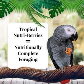 img 2 attached to 🥭 Lafeber Tropical Fruit Nutri-Berries: Premium Non-GMO Parrot Food with Human-Grade Ingredients