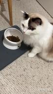 img 1 attached to Elevated Cat Water Bowl - Ceramic Raised Tilted Feeder Prevents Vomiting, Perfect For Small Dogs & Fat Faced Cats (White) review by Misty Mcclellan