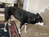 img 1 attached to Elite-Black Mobility Vest With Handle And Chest Protector For Large Dogs - ICEFANG Tactical Dog Harness With Padded Y Front, 5-Point Adjustable, And No-Pull Leash Attachment (Pack Of 1) review by Daniel Boudreau