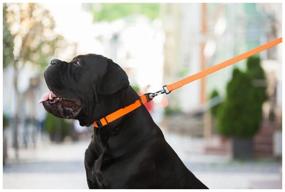 img 3 attached to Для ежедневного использования ошейник COLLAR Evolutor 4243, обхват шеи 25-70 см, оранжевый