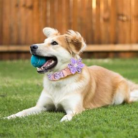 img 1 attached to 🐶 TDTOK Girl Dog Collar: Cute, Adjustable, and Floral Collar for Small, Medium, and Large Dogs