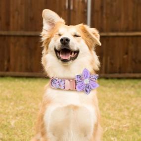 img 2 attached to 🐶 TDTOK Girl Dog Collar: Cute, Adjustable, and Floral Collar for Small, Medium, and Large Dogs