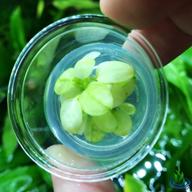 улучшите свой акваскейп с greenpro's anubias nana marble white pinto nano mini tissue culture logo