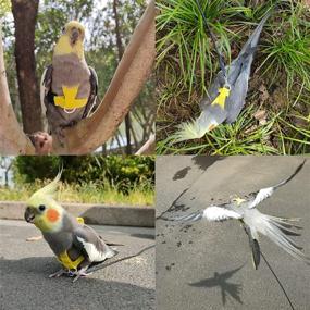 img 1 attached to VANFAVORI Harness Outdoor Training Cockatiel