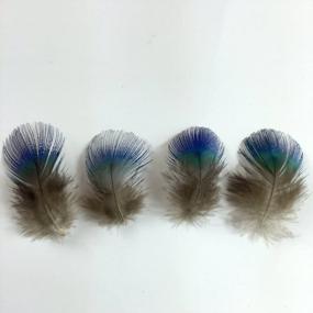 img 1 attached to Sowder 50Pcs Blue Peacock Plumage Feathers 1-3 Inches Home Wedding Decoration