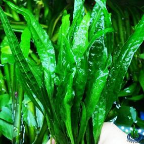 img 2 attached to Расширьте свой аквариум с помощью пышного пучка папоротника Microsorum Pteropus Java: более 20 листьев для потрясающего водного представления!