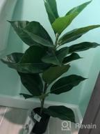 img 1 attached to BESAMENATURE Faux Tropical Rubber Tree Plant - Perfect For Office Or Home Decoration! review by Stephanie Collins