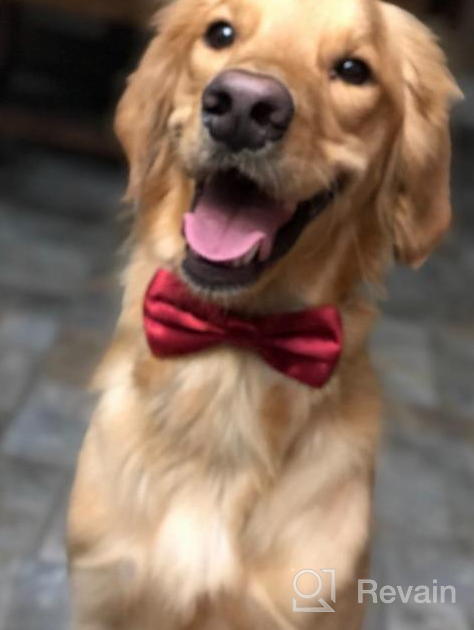 img 1 attached to Red Wine Dog Bow Tie For Medium & Large Dogs - Amajiji® Formal D115 100% Polyester review by Trey Dikici