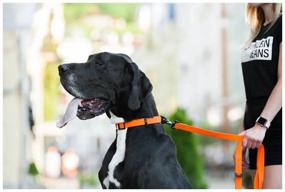 img 2 attached to Для ежедневного использования ошейник COLLAR Evolutor 4243, обхват шеи 25-70 см, оранжевый