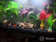 img 1 attached to Add Vibrance To Your Aquarium With Greenpro Anubias Barteri Live Plants review by David Flores