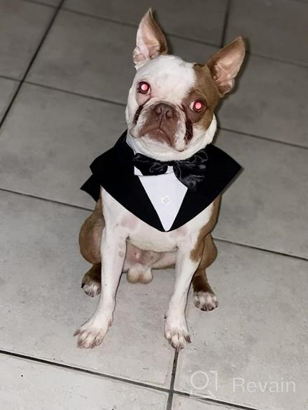 img 1 attached to MIGOHI Dog Tuxedo Set: Perfect Attire For Formal Occasions & Festivities For Small, Medium & Large Dogs review by Aaron Wilson