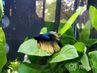 img 1 attached to Add Vibrance To Your Aquarium With Greenpro Anubias Barteri Live Plants review by Alif Eagle