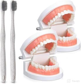img 4 attached to Стандартные обучающие демонстрационные зубные щетки