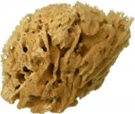 royal brush mfg. roy2008 x.lrg sea wool sponge pkaged 4in.to 5in, brown logo