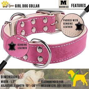 img 3 attached to 🐶 Padded Leather Dog Collar: Ideal Soft and Sturdy Collars for Dogs of All Sizes