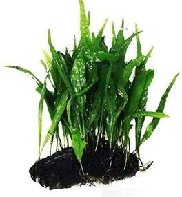 img 3 attached to 🌿 Enhance Your Freshwater Fish Tank with Greenpro Java Fern on Driftwood Live Aquarium Plants