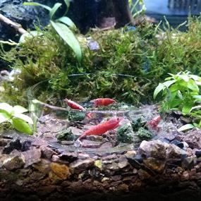 img 3 attached to Ailinda Aquarium Shrimp Feeding Reptiles Fish & Aquatic Pets