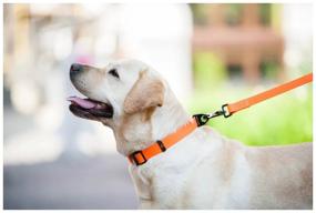 img 1 attached to Для ежедневного использования ошейник COLLAR Evolutor 4243, обхват шеи 25-70 см, оранжевый