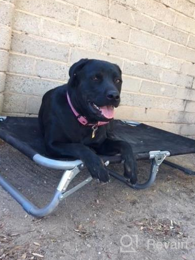 img 1 attached to Foldable Elevated Pet Cot With Steel Frame - Durable And Lightweight Portable Bed For Dogs And Cats To Play, Rest, And Relax Anywhere review by Danny Nedumaran