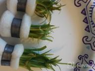картинка 1 прикреплена к отзыву Создайте потрясающий акваскейп со свежими карликовыми растениями Sagittaria Subulata из 3 пучков живых аквариумных растений от Greenpro от Sick Yeldell