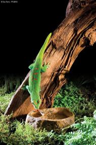 img 2 attached to 🦎 Exo Terra Gecko Dish: Optimal Feeding Solution for Geckos