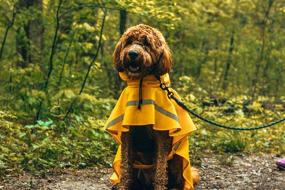 img 1 attached to 🐶 HAPEE Dog Raincoats: Reflective Strip Hoodie & Rain Poncho Jacket for Dogs