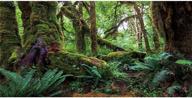 ๐ด awert tropical forest terrarium background: green huge tree reptile habitat & rainforest aquarium environment | durable polyester background logo