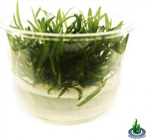 img 1 attached to Улучшите свой водный ландшафт с помощью Cryptocoryne Lucens - живого пресноводного аквариумного растения в чашке для тканевых культур