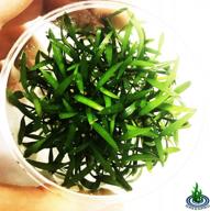 enhance your aquatic landscape with cryptocoryne lucens - freshwater live aquarium plant in tissue culture cup logo