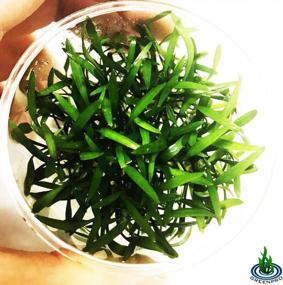 img 3 attached to Enhance Your Aquatic Landscape With Cryptocoryne Lucens - Freshwater Live Aquarium Plant In Tissue Culture Cup