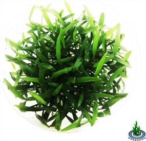 img 2 attached to Enhance Your Aquatic Landscape With Cryptocoryne Lucens - Freshwater Live Aquarium Plant In Tissue Culture Cup